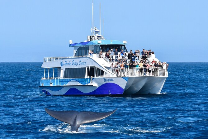 Guided Whale Watching Tour from Long Beach - Long Beach Departure Point and Accessibility