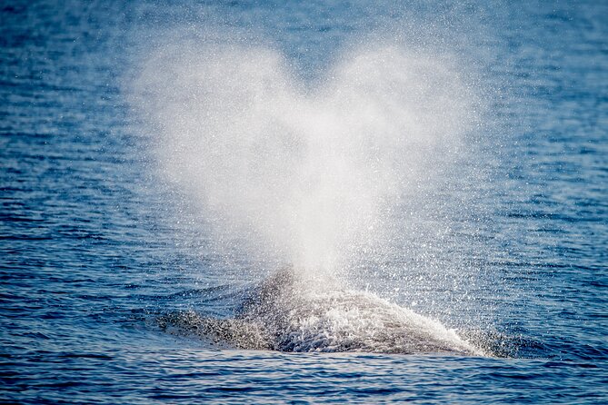 Guided Whale Watching Tour from Long Beach - The Itinerary and Key Stops