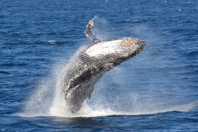 Guided Whale Watching Tour from Long Beach - Overall Value and Suitability