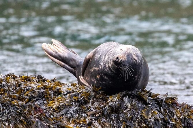 Guided Wildlife and Sea Cave Kayak Safari in English Riviera - Explore the English Riviera on a Guided Wildlife and Sea Cave Kayak Safari
