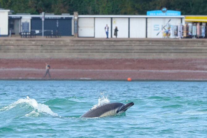 Guided Wildlife and Sea Cave Kayak Safari in English Riviera - Specific Start Point at Oddicombe Beach