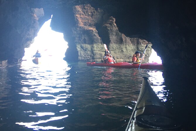 Guided Wildlife and Sea Cave Kayak Safari in English Riviera - Safety and Equipment Provided