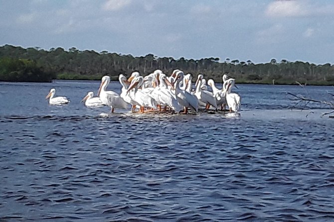 Guided Wildlife Eco Kayak Tour in New Smyrna Beach - Starting Point and Booking Details
