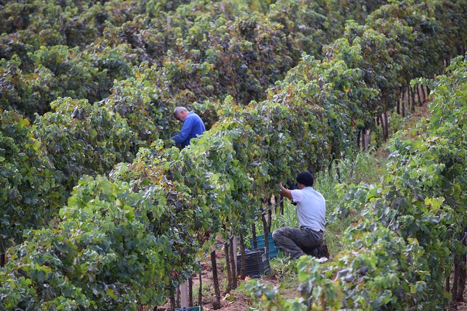 Guided Wine and Olive oil tasting - Key Points