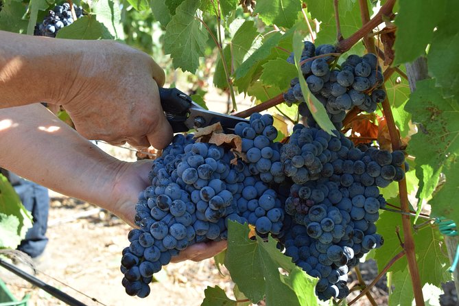 Guided Wine and Olive oil tasting - The Selection of Wines and Pairings