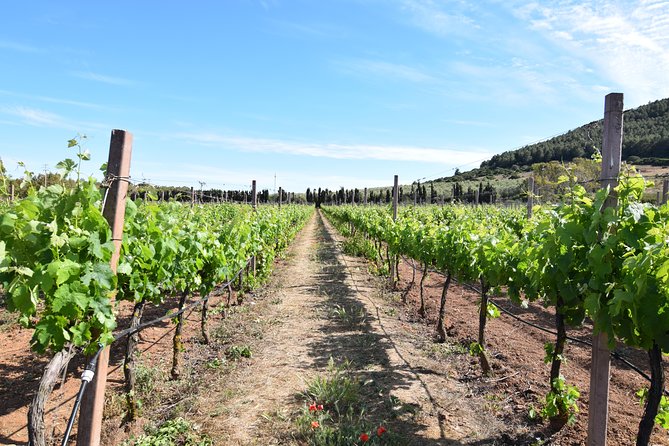 Guided Wine and Olive oil tasting - The Experience for Food and Wine Enthusiasts