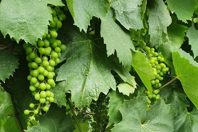 Guided Wine Tasting Experience in a Roman Vineyard - The Host and Their Role in Creating a Warm Atmosphere