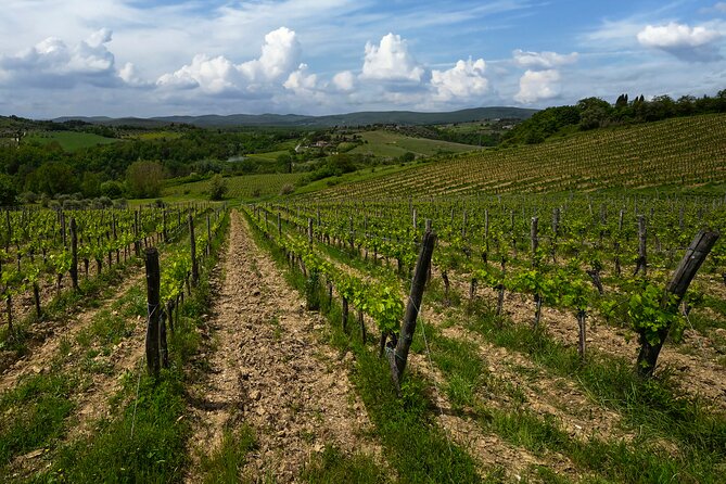 Guided Winery Tour and Wine Tasting in Siena - The Food and Olive Oil Pairings