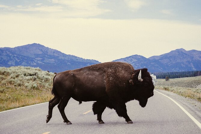 Guided Yellowstone Wildlife Tour - Explore Yellowstone’s Wildlife with a Guided Tour in Gardiner