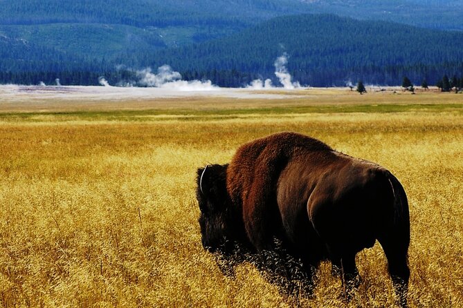 Guided Yellowstone Wildlife Tour - Key Points