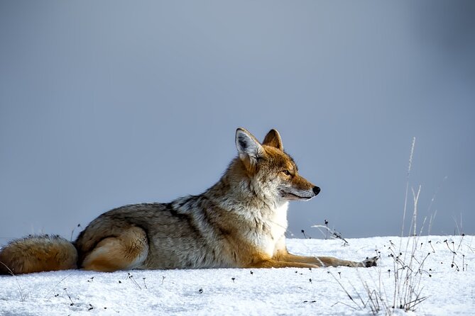 Guided Yellowstone Wildlife Tour - Lamar Valley: The Serengeti of North America
