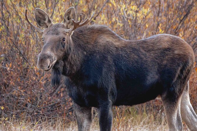 Guided Yellowstone Wildlife Tour - Logistics, Group Size, and Booking Details