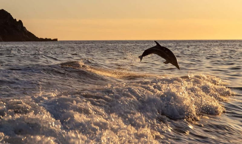 gulf of Ajaccio / Anse de cacao , swim stop - Departure from Ajaccio’s Tino Rossi Port to the Wild South Coast