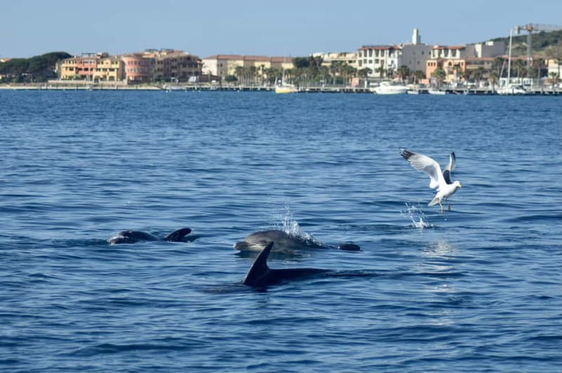 Gulf of Olbia: Dolphin watching by dinghy - Swimming and Coastal Visits: Capo Figari and Cala Moresca