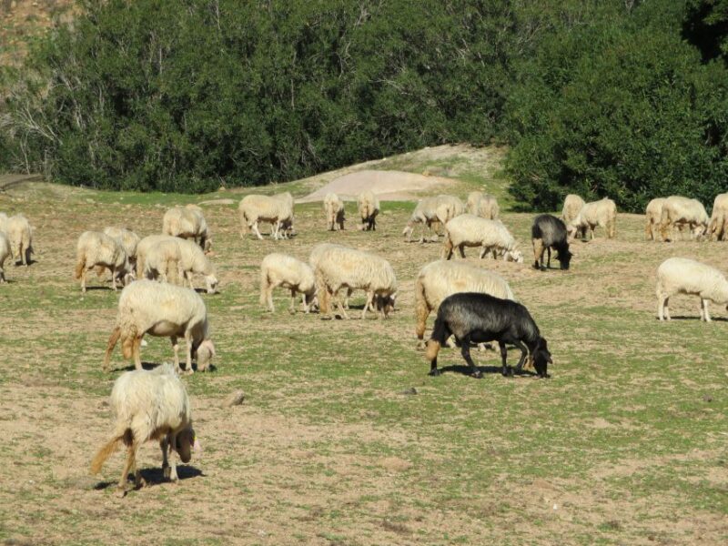 Gulf of Orosei: 4X4 tour between Mountains & Beaches - Final Thoughts on the Gulf of Orosei 4X4 Adventure