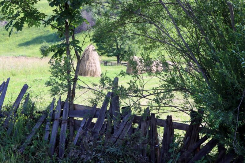 Gura Humorului:Day trip with multiple activities - Visiting a Sheepfold and Trout Farm