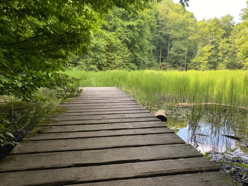 Hainich National Park: Mystery hike in the World Natural Heritage Site - Limitations and Considerations