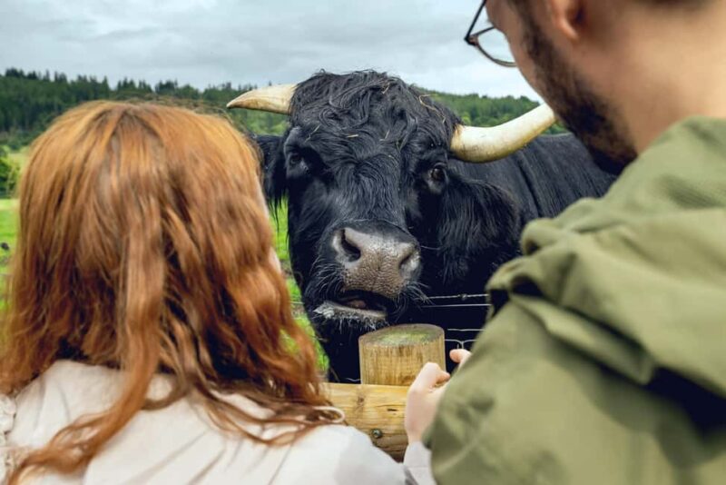 Hairy Coos & Highland Views: A Short Escape from Edinburgh - Explore Scotland in a Day with Hairy Coos & Highland Views
