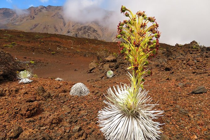 Haleakala Summit Best Self-Guided Bike Tour with Bike Maui - Physical Requirements and Safety Measures