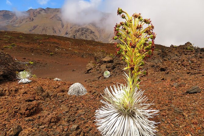 Haleakala Sunrise Best Self-Guided Bike Tour - Logistics: Meeting Point and Transportation