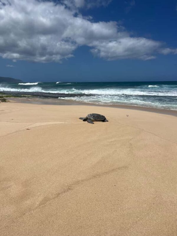 Haleiwa: North Shore Guided Electric Bike Tour - Exploring Haleiwas Harbor and Jetty