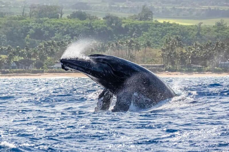 Haleiwa: North Shore Whale Watching Tour by Catamaran - What to Expect During the Whale-Watching Experience