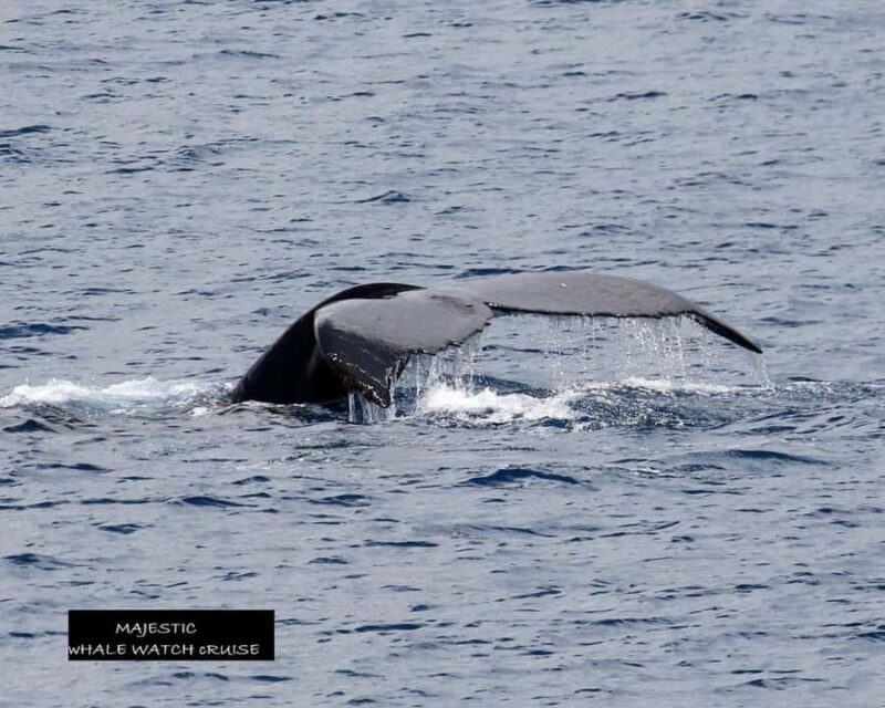 Haleiwa: Oahu North Shore Whale Watching Boat Tour - Key Points