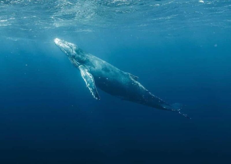 Haleiwa: Oahu North Shore Whale Watching Boat Tour - Marine Life You Can Expect to See