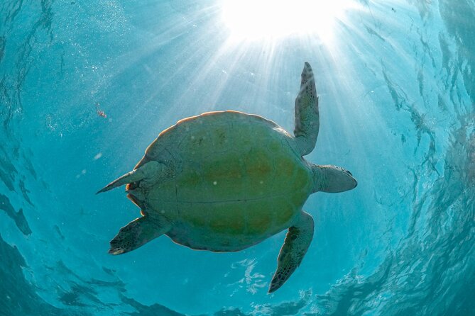 Half a day Tour to Cenote and Sea Turtles Encounter in Akumal Bay - Akumal Beach: Snorkeling with Friendly Sea Turtles