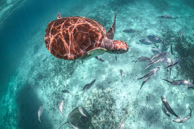 Half a day Tour to Cenote and Sea Turtles Encounter in Akumal Bay - Transportation and Group Experience Details