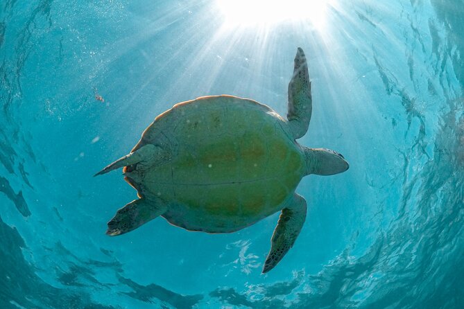 Half Day Akumal Beach Swim and Snorkel with Turtles Experience - Starting Point and Transportation to Akumal Beach