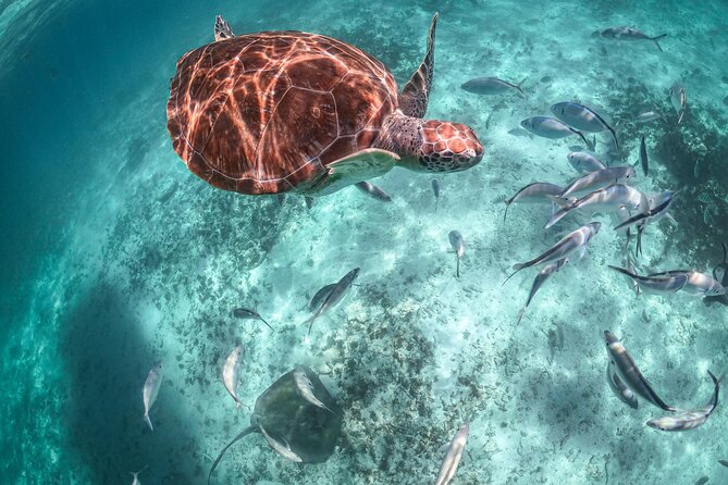 Half Day Akumal Beach Swim and Snorkel with Turtles Experience - Practical Details: Meeting Point and Group Size