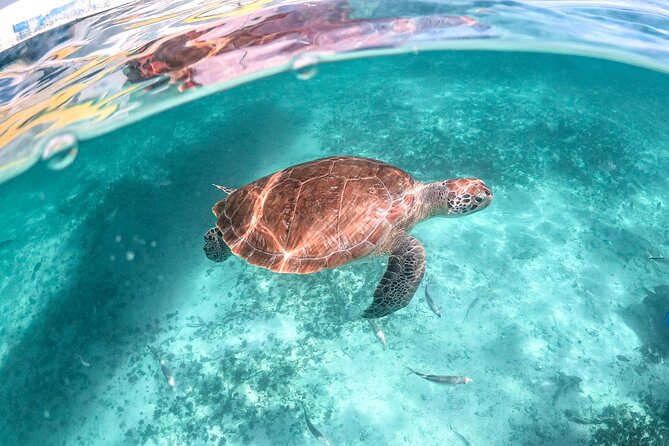 Half Day Akumal Beach Swim and Snorkel with Turtles Experience - Cost Breakdown and Additional Fees
