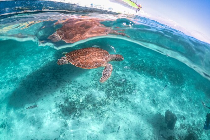 Half Day Akumal Beach Swim and Snorkel with Turtles Experience - The Sum Up: A Delightful Turtle Encounter with Relaxing Beach Time