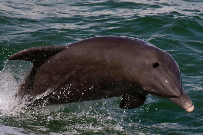 Half Day All The Way - Discover the Private Half Day Out on Sarasota Water