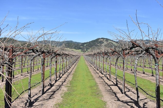 Half Day Bike Tour - Sonoma’s Oldest Winery: Buena Vista Winery