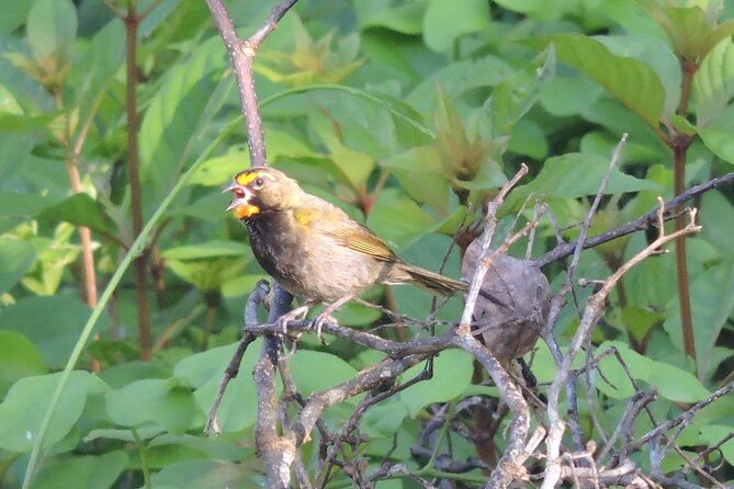 Half-Day Birdwatching Puerto Morelos - Weather Considerations and Packing Tips