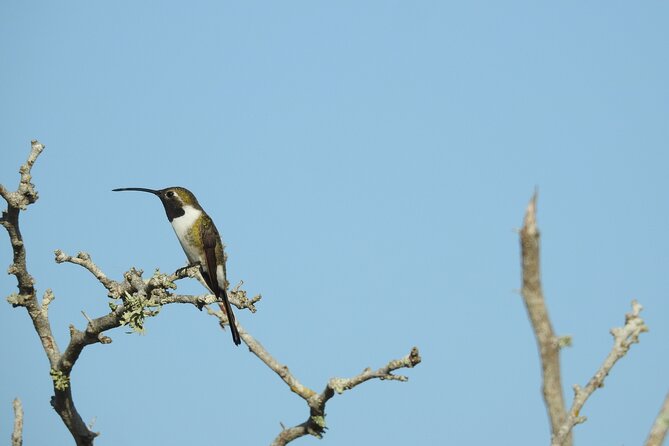 Half-Day Birdwatching Puerto Morelos - Cancellation Policy and Booking Tips