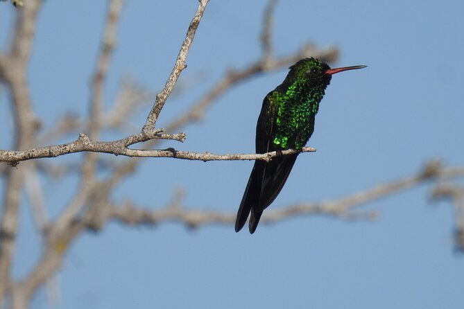 Half-Day Birdwatching Puerto Morelos - Who Will Love This Tour?