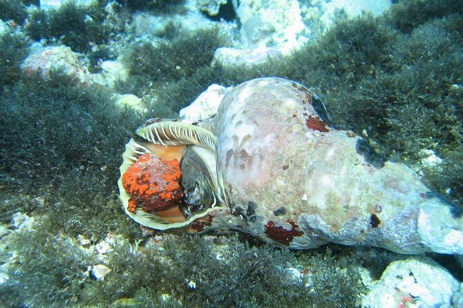 Half day Catamaran Morning Cruise in Kleftiko - Discovering the Famous Kleftiko Sea Caves