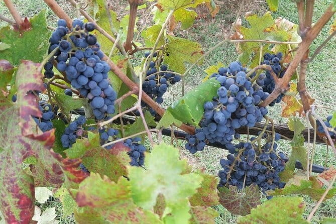 HALF-DAY: Chianti Classic Tour with Wine Experience & visit of San Gimignano - Wine Tasting at Cantine Guidi in Chianti Classico