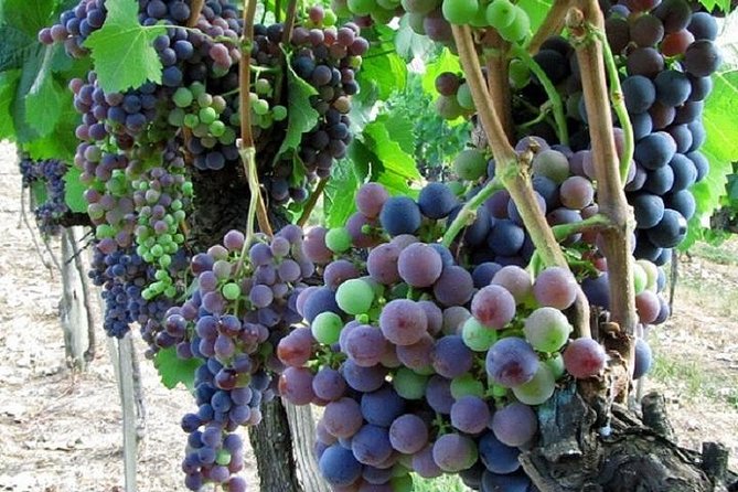 Half-Day Chianti Wine and Olive Oil Tour from Viareggio - Olive Oil Sampling and Local Tuscan Flavors