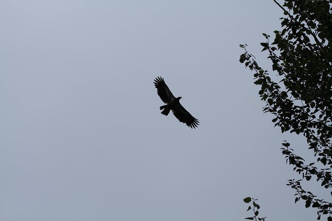 Half-Day Chilkat Bald Eagle Preserve Float Tour - Wildlife Viewing and the Significance of the Preserve