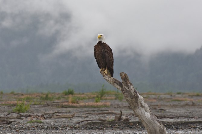 Half-Day Chilkat Bald Eagle Preserve Float Tour - Picnic Lunch on the Riverbank