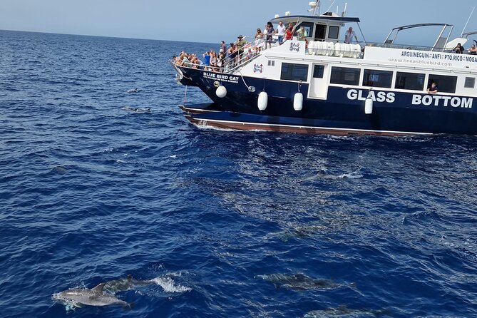 Half-Day Cruise Tour-Dolphin and Whale Watching - An Inviting Half-Day Cruise in Gran Canaria for Marine Life Encounters