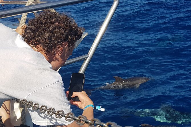 Half-Day Cruise Tour-Dolphin and Whale Watching - Key Points