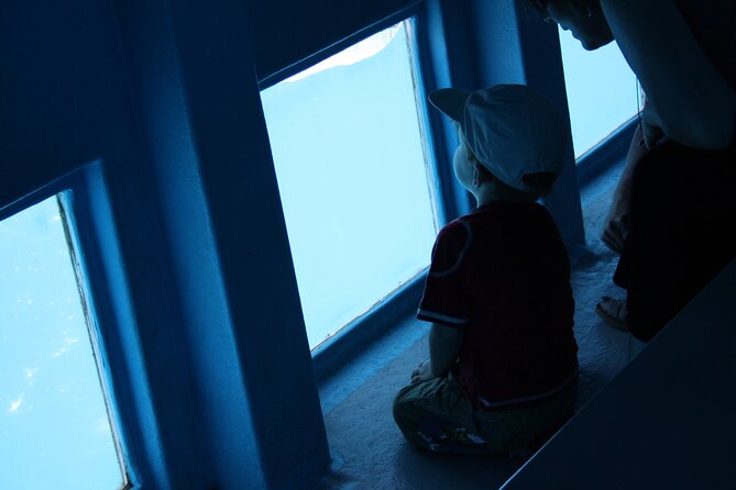 Half-Day Cruise Tour-Dolphin and Whale Watching - Customer Experience and Review Highlights