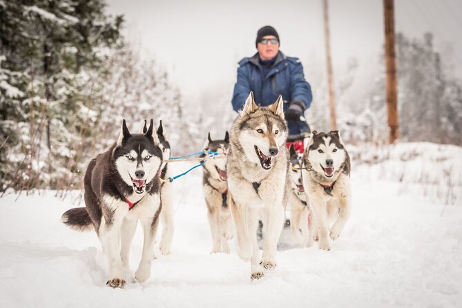 Half Day "Drive Your Own Dog Team" Dog Sledding Tour - Experience the Thrill of Driving Your Own Dog Team in Fairbanks