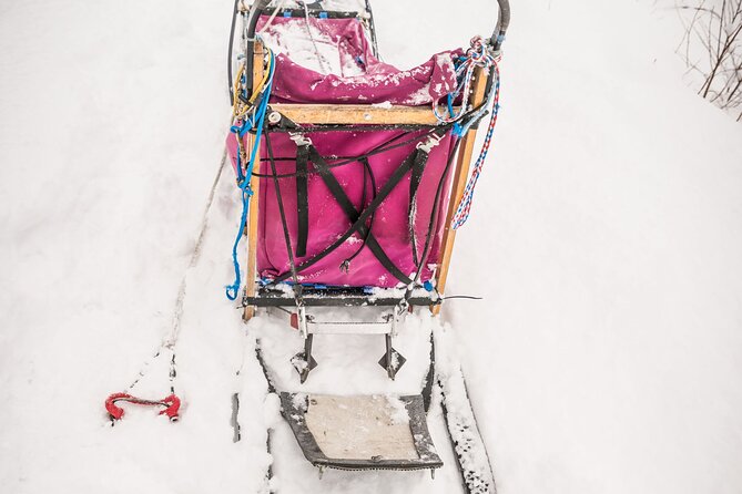 Half Day "Drive Your Own Dog Team" Dog Sledding Tour - Key Points