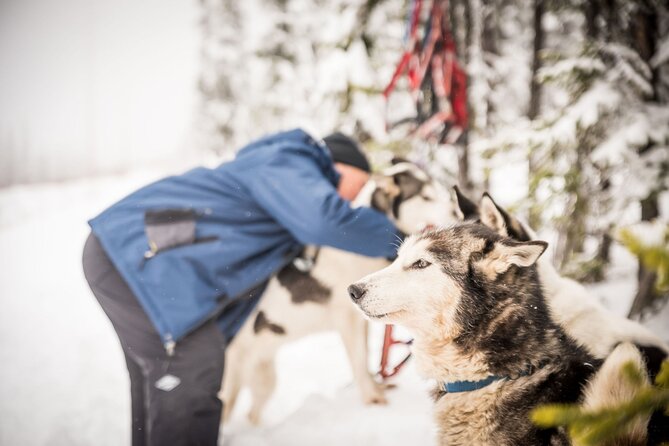 Half Day "Drive Your Own Dog Team" Dog Sledding Tour - Learning How to Mush from Certified Guides